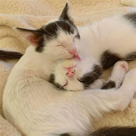 5 Kittens Found As Orphans Turn Out To Be Tenacious Lap Cats With So