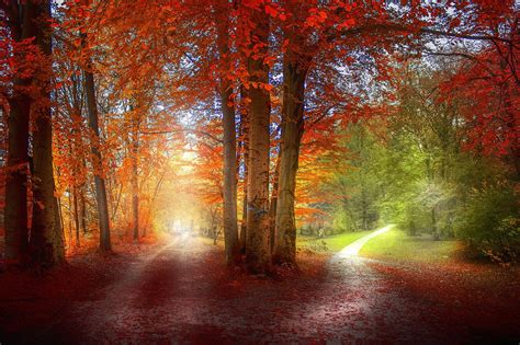 Grass Path Red Green Orange Nature Landscape Trees Fall Leaves