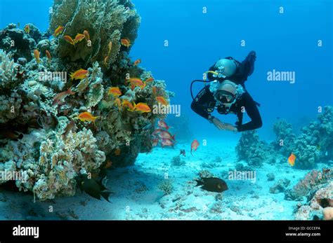 Red Sea Egypt 3rd Mar 2016 Male Scuba Diver With A School Of