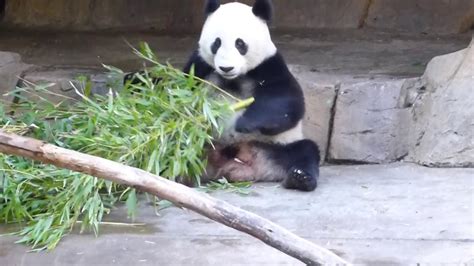Giant Panda San Diego Zoo Youtube