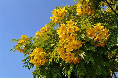 Jacaranda Tree With Yellow Flowers Football Index Site