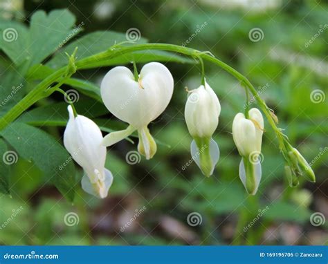 Lamprocapnos Bleeding Heart White Flowers Stock Photo Image Of