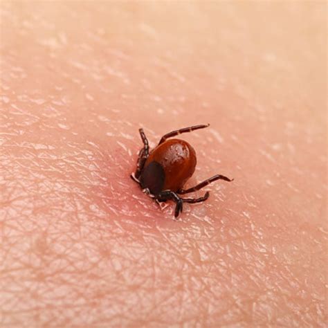 Treat Lyme Disease Medications Used To Treat Early Stage Lyme Disease