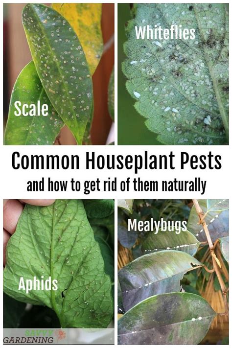 How To Identify Houseplant Pests And How To Get Rid O