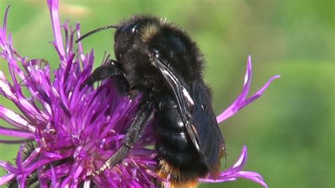 Big Black Bumblebee On Wild Flower Blossom Stock Footage Video 4402025