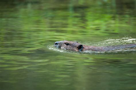 Beaver Sean Crane Photography