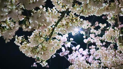 Blomster Cherry Blossom Sakura Gratis Foto På Pixabay Pixabay