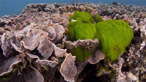Scientist Are Finding That Coral Reefs Use Smells To Communicate With