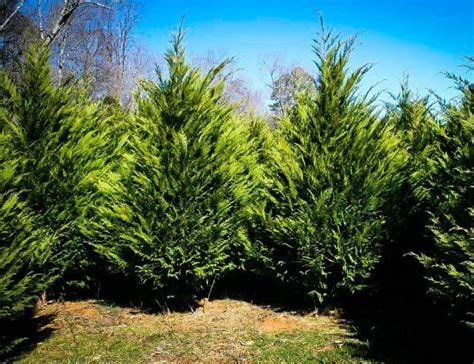 Solved Which Evergreens Grow The Fastest Fast Growing Evergreens