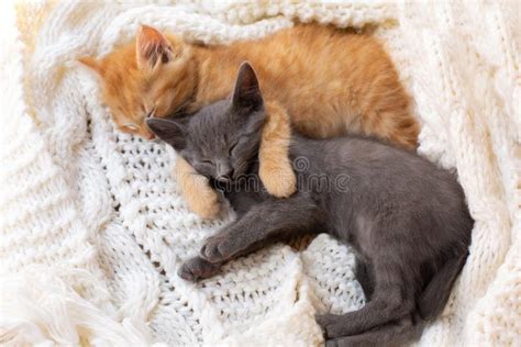 Two Cute Tabby Kittens Sleeping And Hugging On White Knitted Scarf