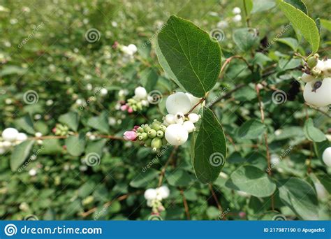 Pink Flower Of Common Snowberry Stock Photo Image Of Bloom Corolla
