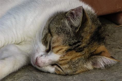 Free Images Animal Cute Relax Kitten Sleeping