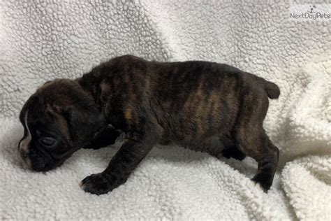 Looking for a boxer puppy or dog in iowa? Pam: Boxer puppy for sale near Des Moines, Iowa. | 0be60808-5141