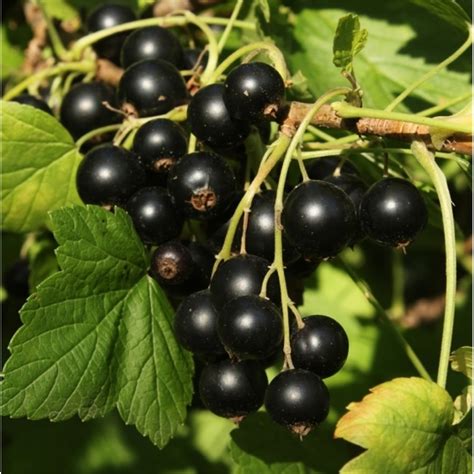 Blackcurrant Fruit Natural Beauty