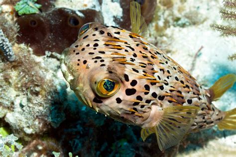 Porcupine Puffer Fish And Coral Store