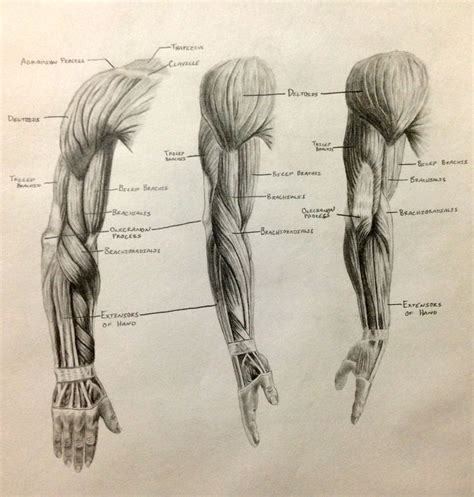 25 Best Ideas About Arm Muscle Anatomy On Pinterest Shoulder Muscle