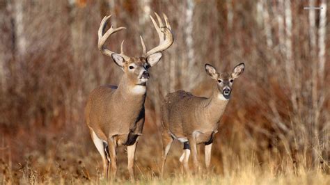 Whitetail Buck And Doe Wallpaper