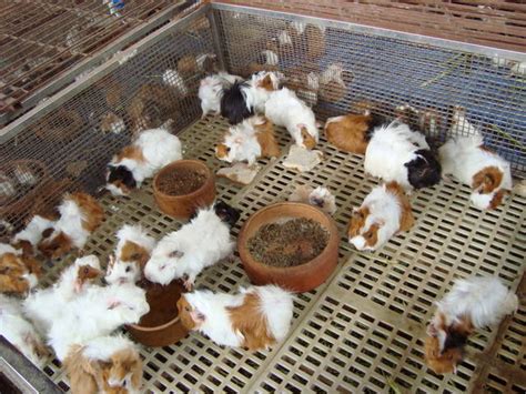 Everything you should know about the guinea pig. Peruvian guinea pig FOR SALE ADOPTION from Kuala Lumpur ...
