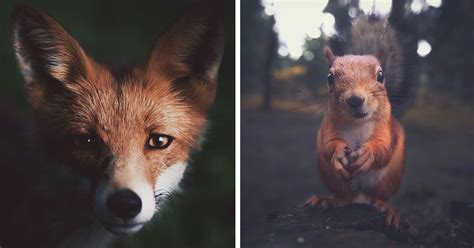 Young Photographer Creates A Bond With Wild Animals To Get