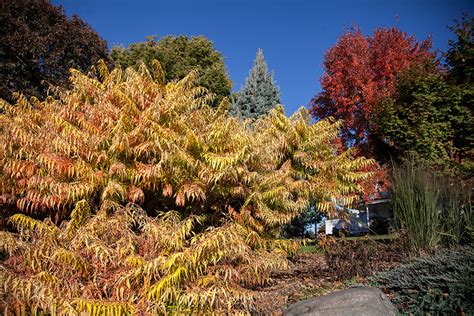 Tiger Eyes Sumac Plant Addicts