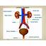 PPT  Urinary System PowerPoint Presentation Free Download ID5976313