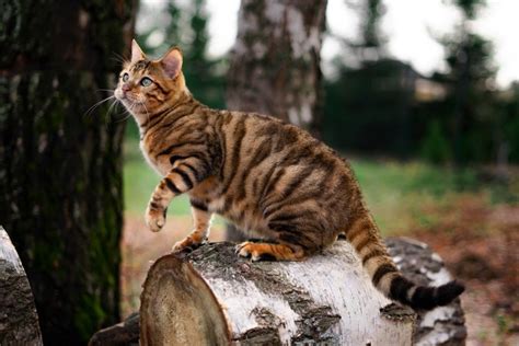 How Much Does A Toyger Cat Cost 2021 Price Guide Hepper