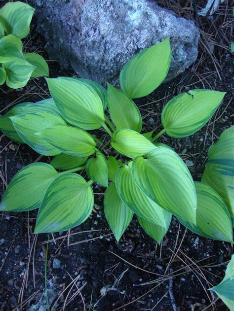 Photo Of The Entire Plant Of Hosta June Fever Posted By Paul2032