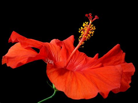 Red Hibiscus Red Hibiscus Hibiscus Rosa Sinensis Frankllin Flickr