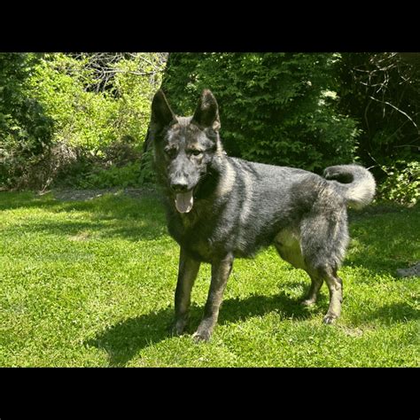 Top Rated German Shepherd Protection Dog For Sale In Nj Duke