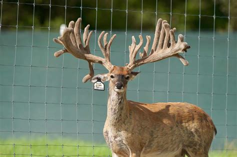 M3 Whitetails Any New Growth In The Buck Pens Deer Breeder In
