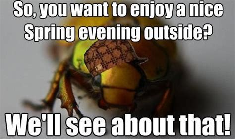 Scumbag June Bugs They Are Bad This Year My Funny Meme S And Demo