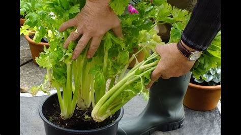 Hgv How To Grow Organic Celery In A Pot On A Patio Experiment 1st Cut
