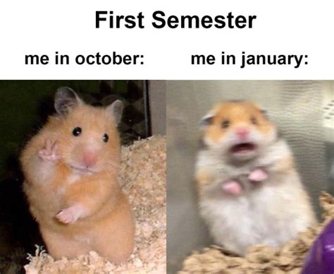 Hamster Meme On Tumblr