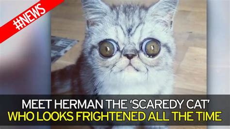 Herman The Cat With Huge Eyes Dresses Up For First Christmas And Couldn