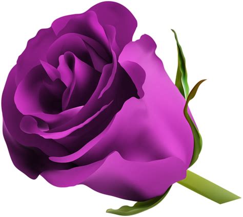 purple rose png