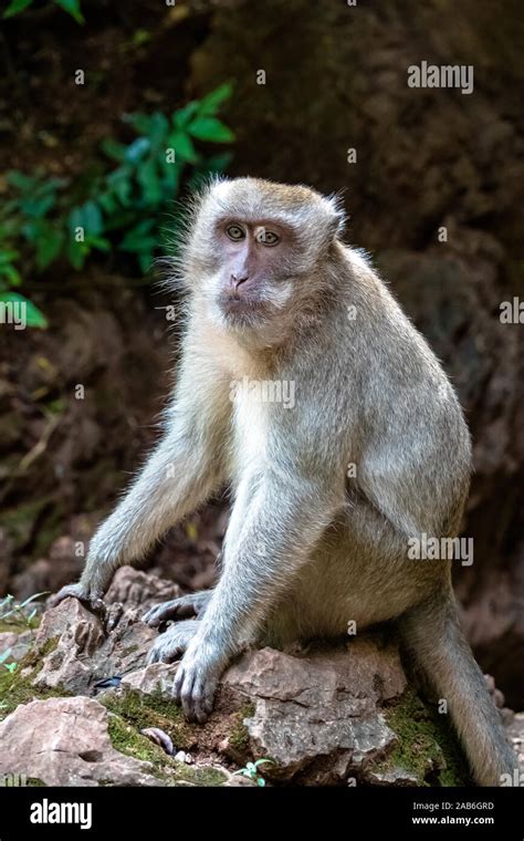 Wilde Thailand Affen Bitten Touristen Um Nahrung Bananen Und Mais Sind