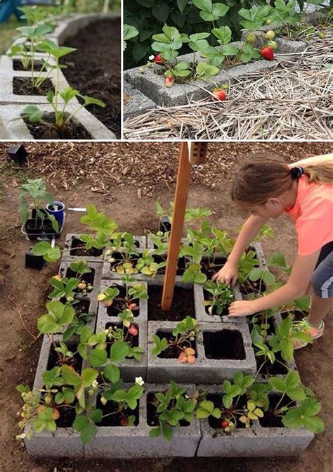 Diy Easy Cinder Block Garden Ideas In 2020 With Images Strawberry