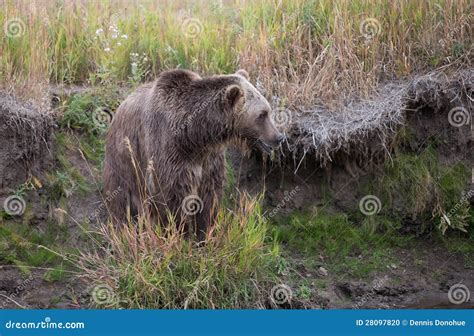 North American Brown Bear Grizzly Stock Photo Image Of Predator