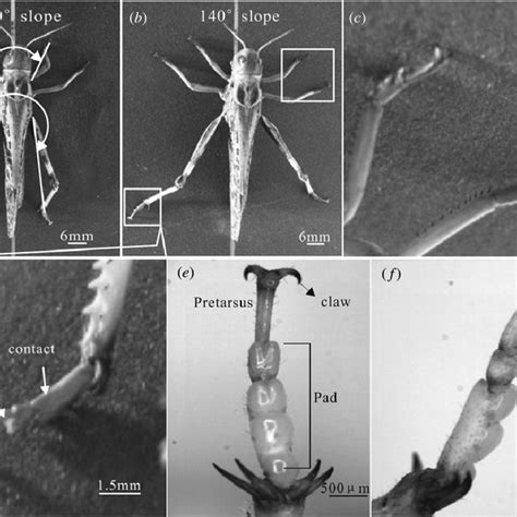 Grasping Morphology Of A Locust On The Sloping Substrate With The P600