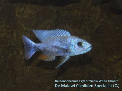 Sciaenochromis Fryeri Snow White Ghost Sciaenochromis Frye Flickr