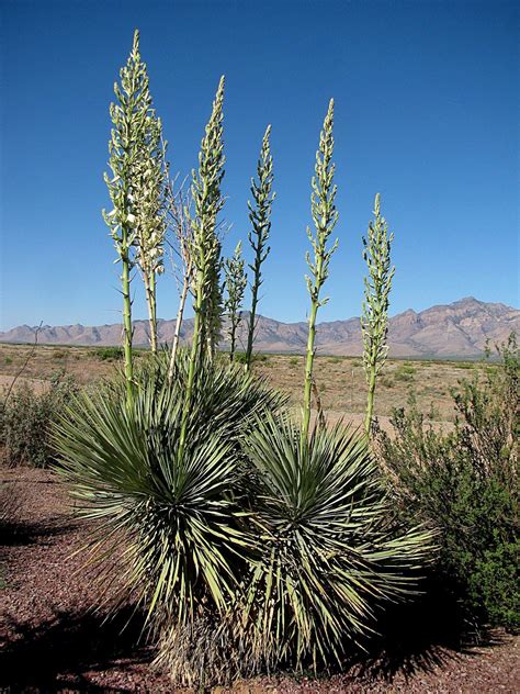 Yucca Chihuahuan Desert Plants Pets Lovers