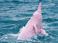 Black dolphins or chilean dolphin: Amazon River Dolphin - Animals Town
