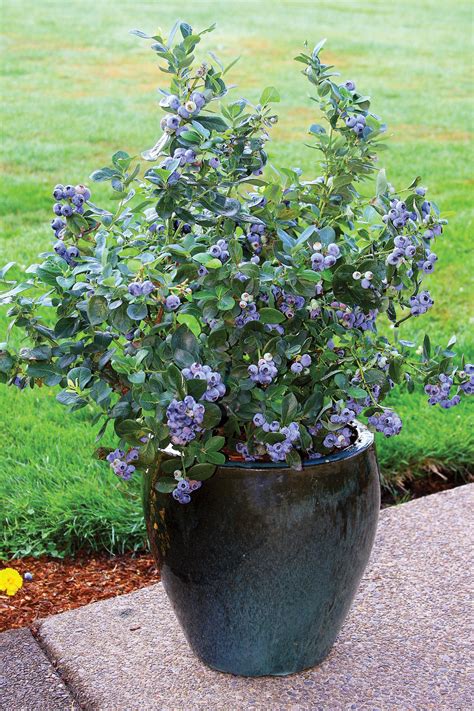 Blueberry Growing Tips Blueberry Gardening Growing Blueberries