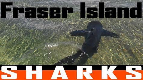 Fraser Island Sharks Youtube