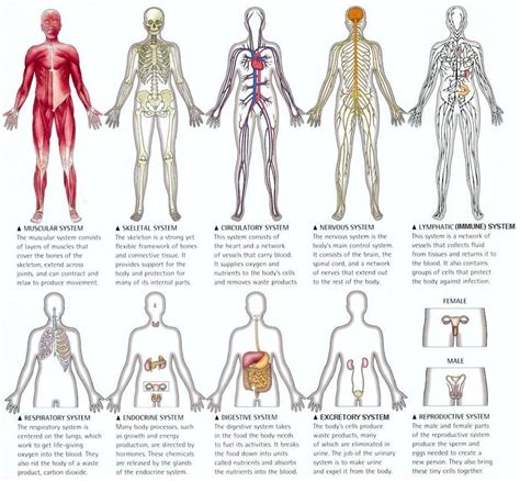 Human Body Systems Diagram Guarurec