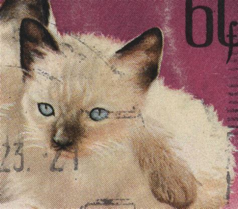 Hungary Hungarian Siamese Cat Kitten Blue Eyes Vintage Etsy
