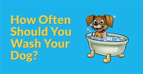 You'll need to keep your dog calm and quiet for several months after the shots. How Often Should You Wash Your Dog? - Dog Endorsed