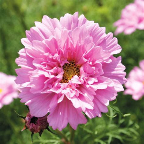 Cosmos Seeds Double Click Rose Bon Bon Flower Seeds In Packets