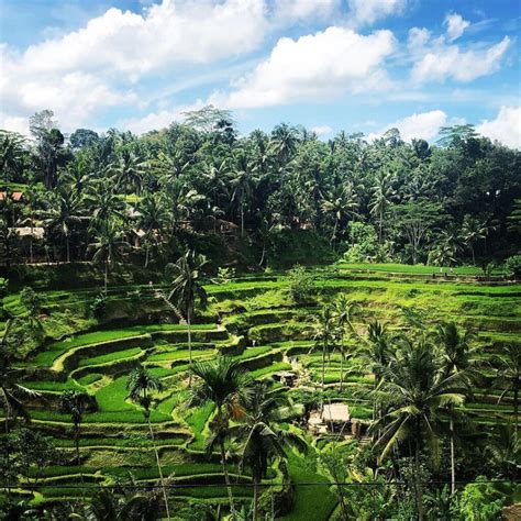 4 Objek Wisata Terasering Terbaik Di Bali Backpack Buddy