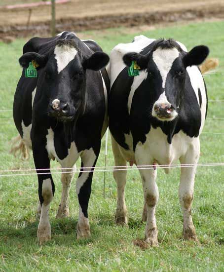 34 Best Holstein Friesian Cows Images On Pinterest Cow Friesian And